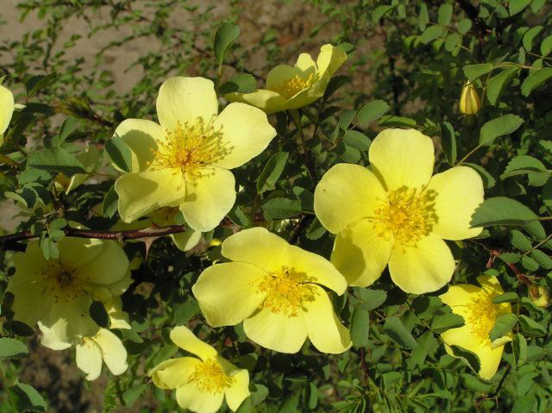 薔薇(薔薇科薔薇屬植物)