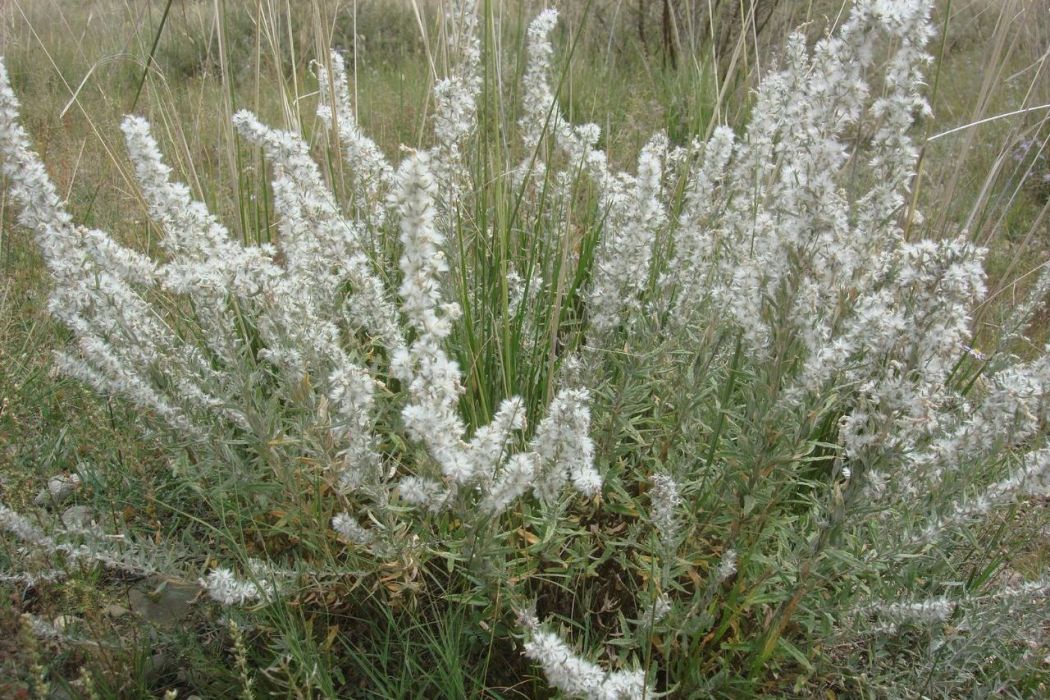 駝絨藜(優若藜（植物）)