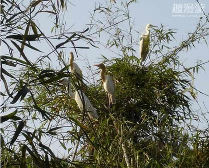 安瀾鷺類保護區