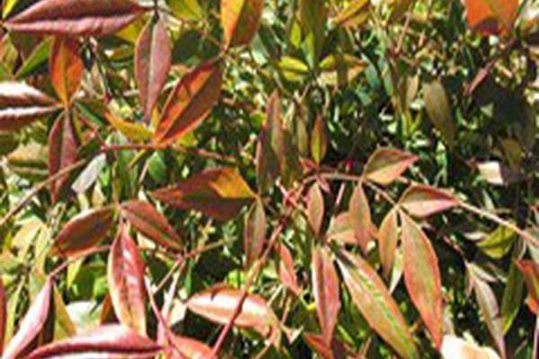 Nandina domestica \x27Monfar\x27 SIENNA SUNRISE