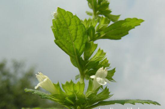 香蜂草精油