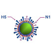 甲型H5N1流感病毒