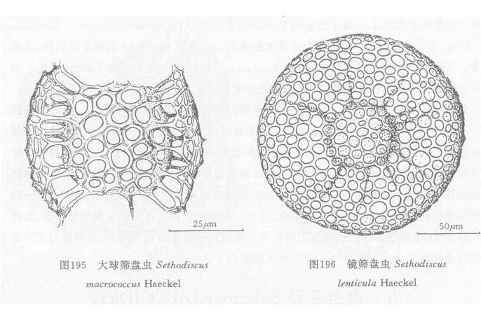 鏡篩盤蟲