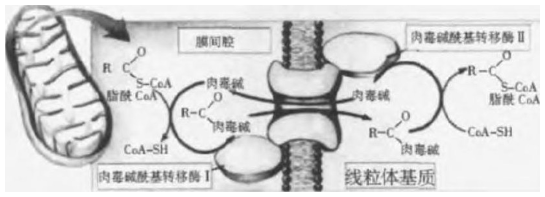 左旋肉鹼(L-肉鹼)