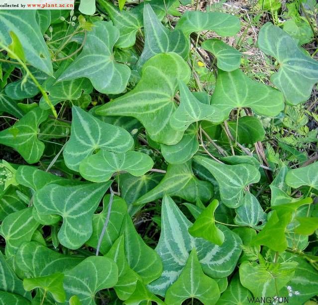 盾葉薯蕷(植物)