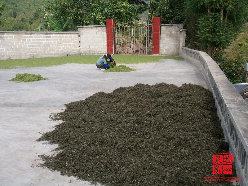 茶園種植