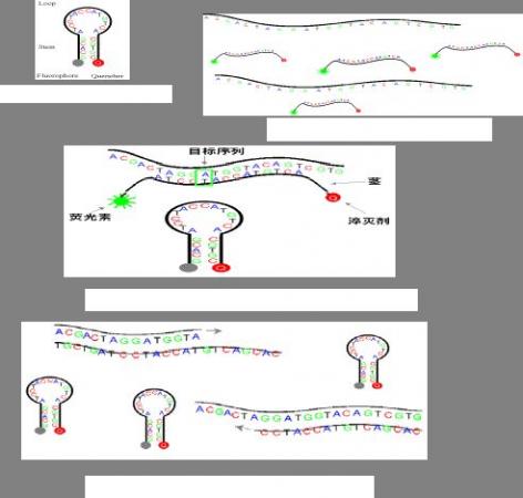 分子信標