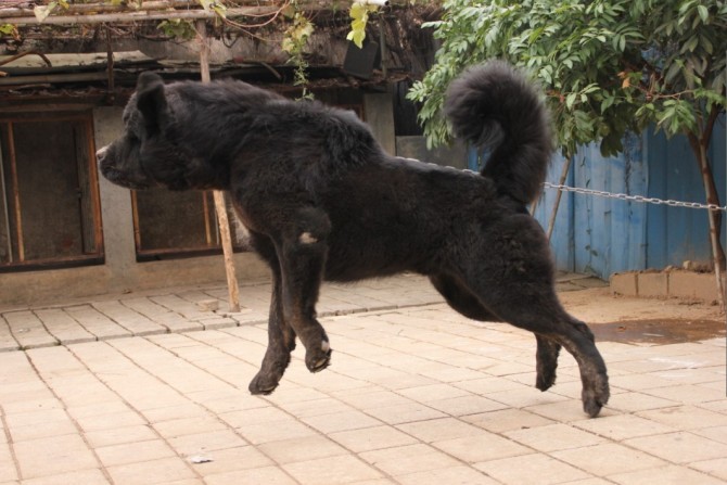 藏獒(西藏獒犬)