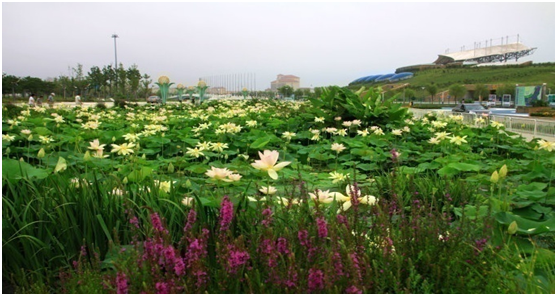 河清島亞沙水生植物園