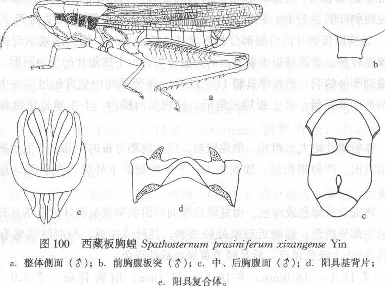 板胸蝗