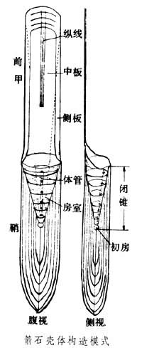 箭石殼體構造模式