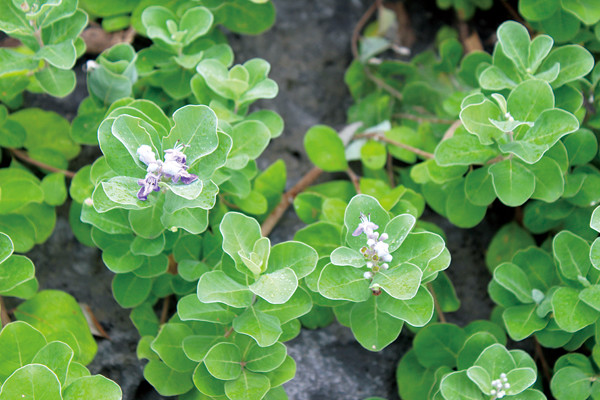 小蔓荊子