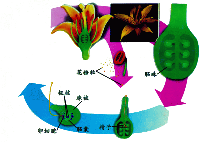 植物有性生殖