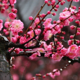 梅(青梅（薔薇科杏屬植物）)