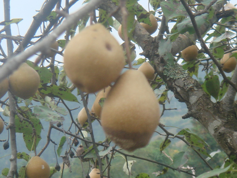 勐威自然村水果種植業