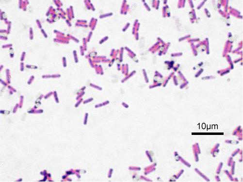 枯草芽孢桿菌