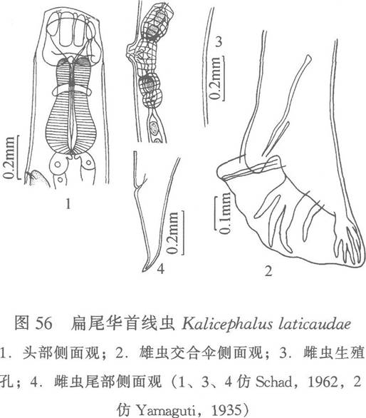 扁尾蛇華首線蟲