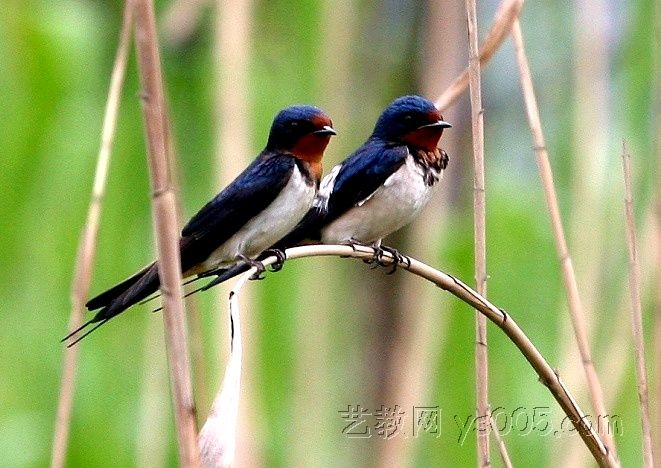 需要冬眠的鳥