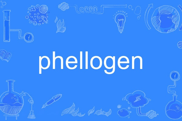 phellogen