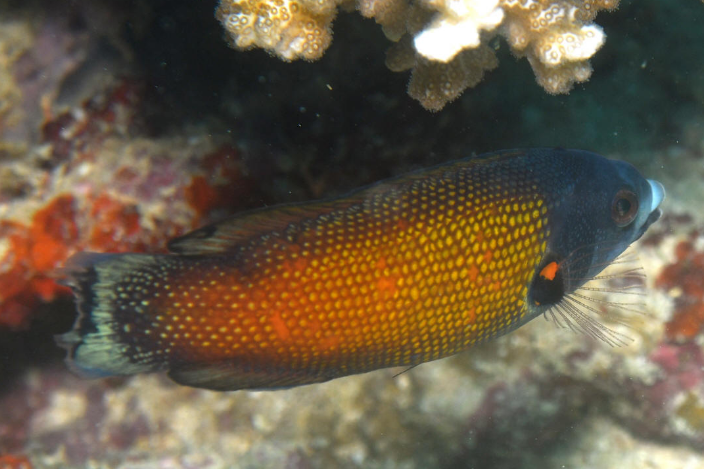 澳洲褶唇魚