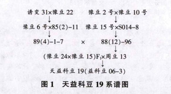 天益科豆19