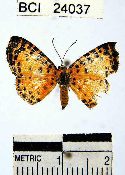 Argyrogrammana crocea