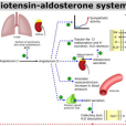 促腎上腺皮質激素(adrenocorticotropic hormone)