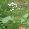 鹹蝦花(桔梗目菊科斑鳩菊屬植物)