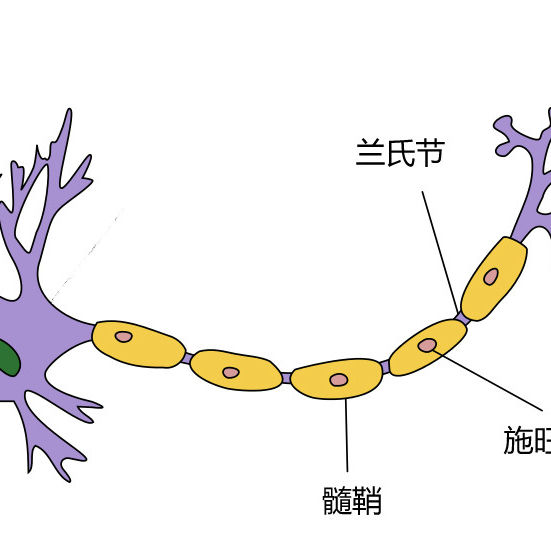 施旺細胞