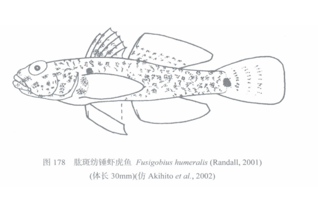 肱斑紡錘蝦虎魚