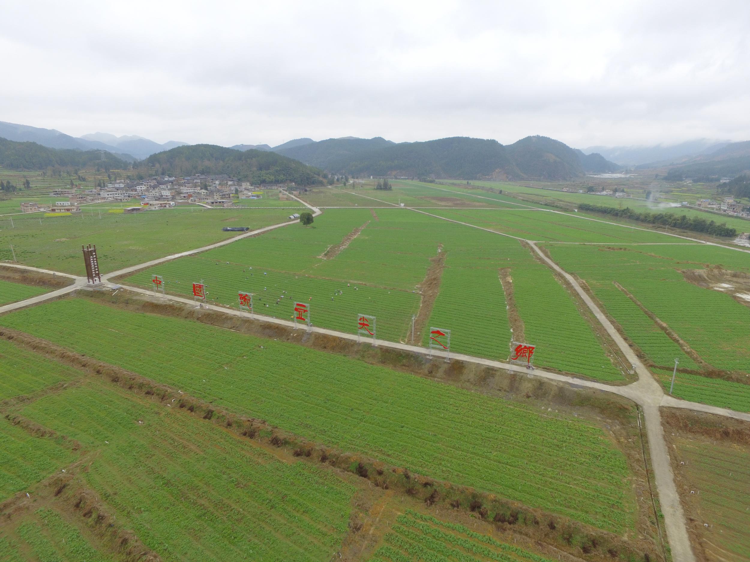 龍里豌豆尖生產基地