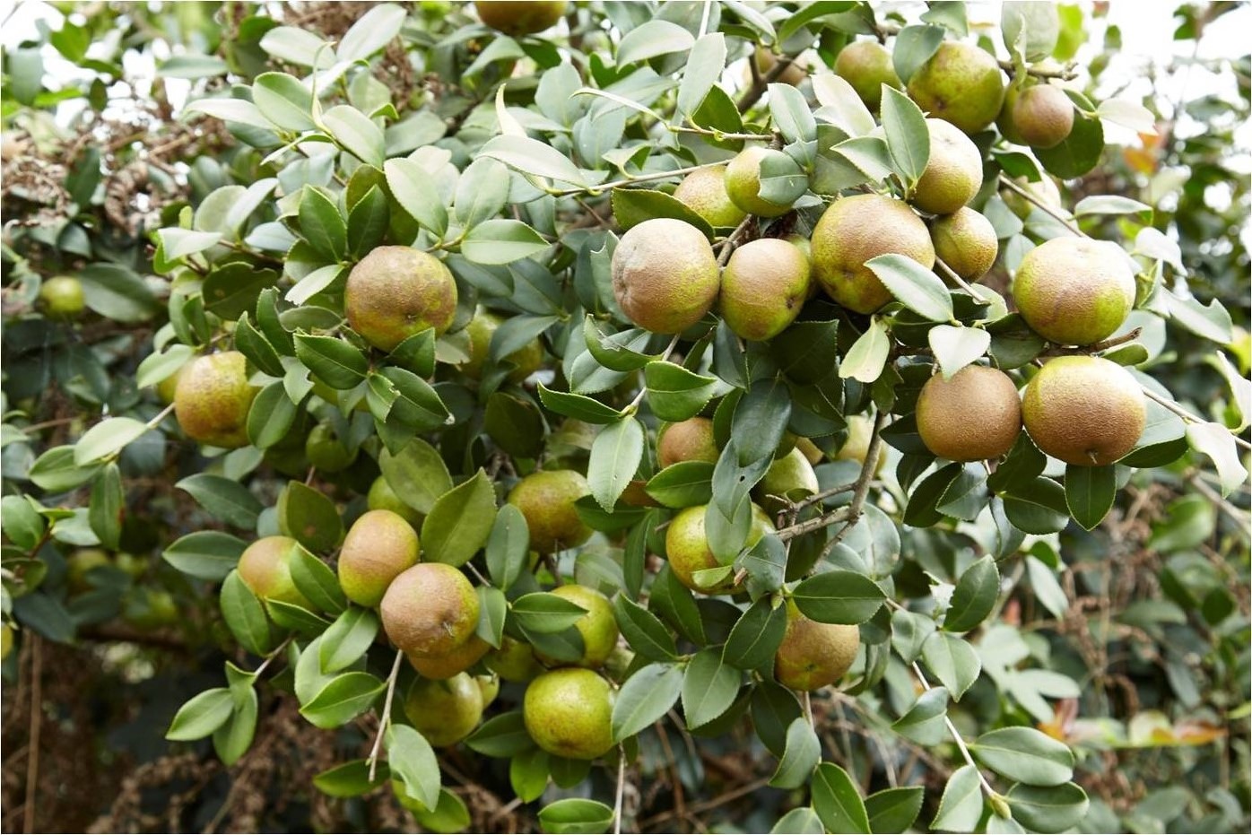 三華油茶