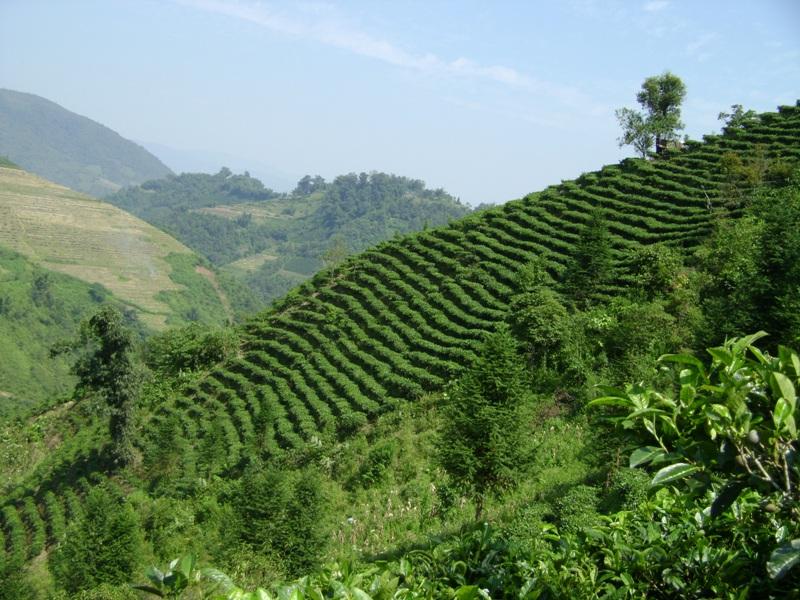 村中茶園