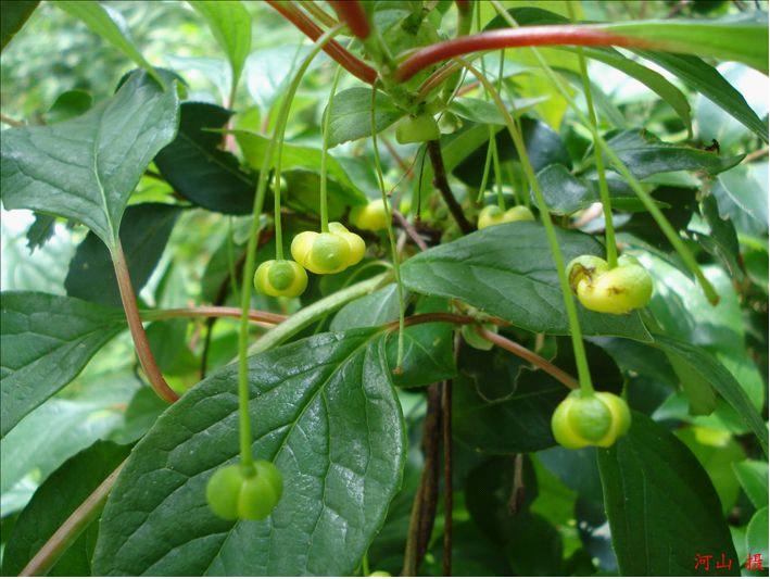 福建中醫藥大學網上植物園