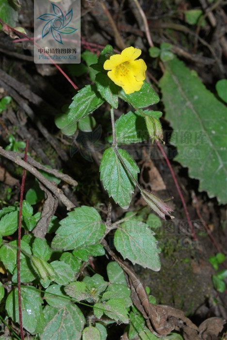 尼泊爾溝酸漿（變種）