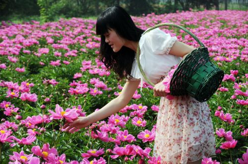 中華油芍藥