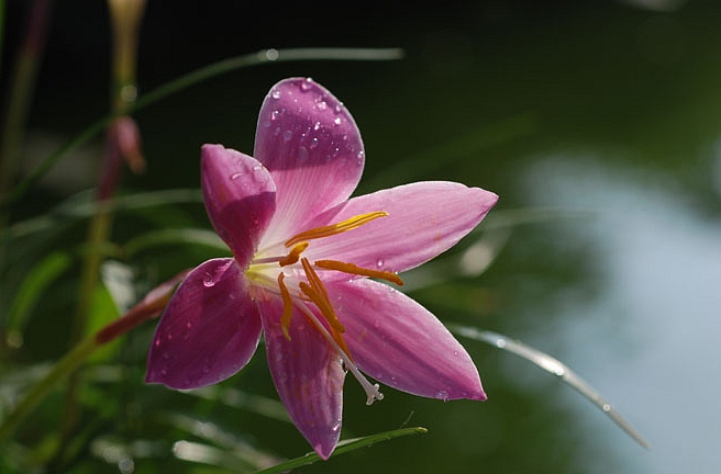 紅花韭蘭