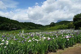 日本別府