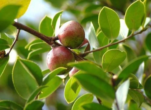 油茶家系-越南油茶優樹