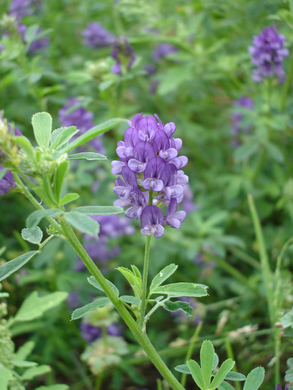 紫苜蓿(苜蓿花)