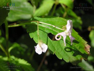 短喙鳳仙花