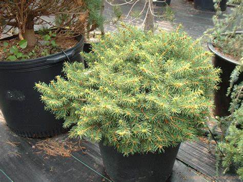 Picea abies \x27Kellerman\x27s Blue Cameo\x27