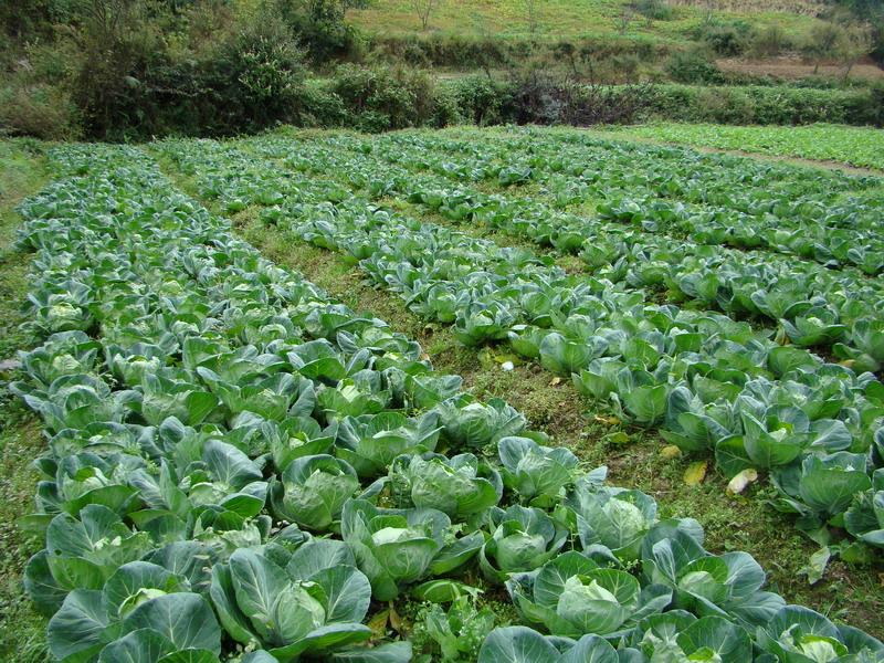 發白沖村