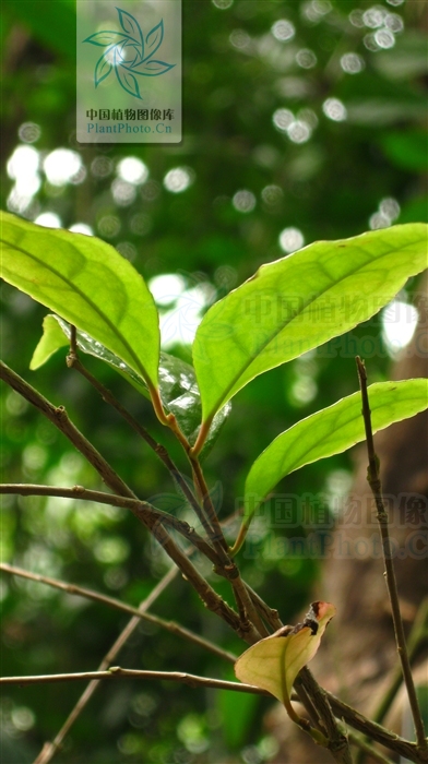 淡黃金花茶