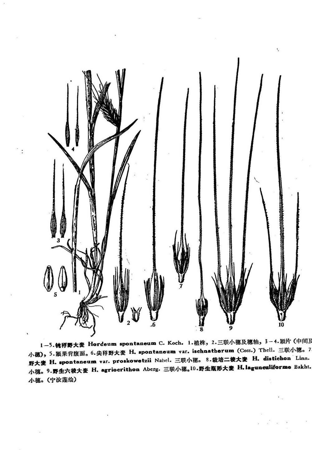 尖稃野大麥