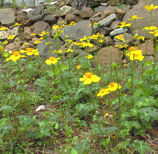 雲南金蓮花