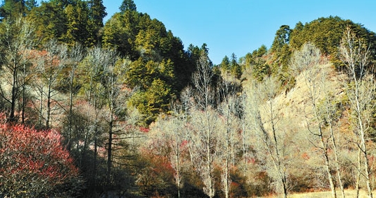 甘肅渭河源國家森林公園