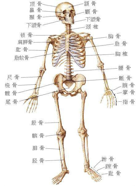 骨骼固定圖譜