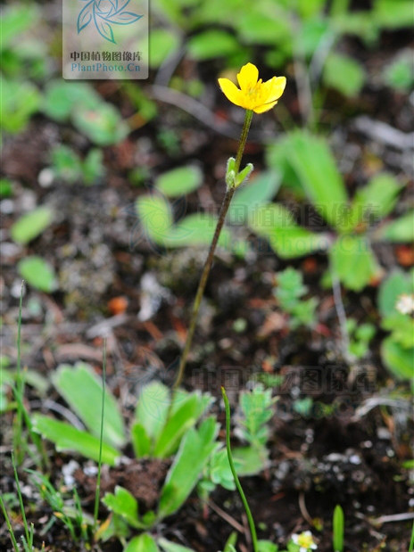 條葉銀蓮花（變種）