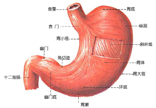 治療胃病